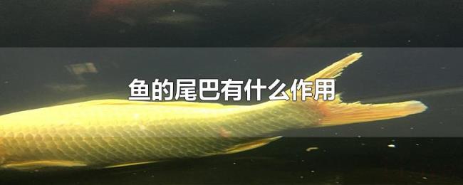 鱼的尾巴有什么作用 鱼的尾巴有什么作用