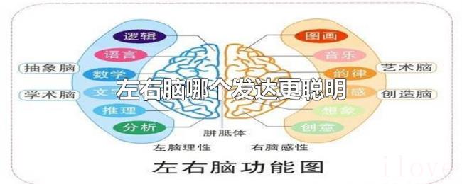 左右脑哪个发达更聪明 左右脑哪个发达更聪明