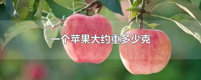 一个苹果大约重多少克 一个苹果大约重多少克