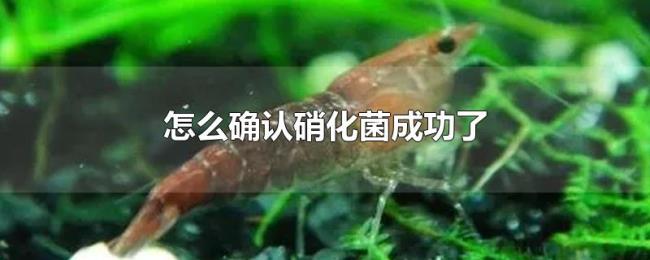 怎么确认硝化菌成功了 怎么确认硝化菌成功了