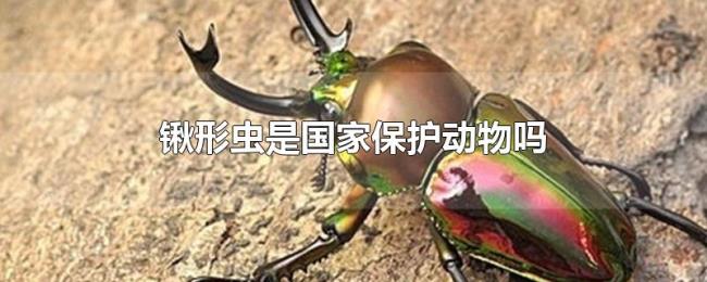 锹形虫是国家保护动物吗