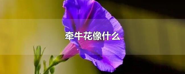 牵牛花像什么 牵牛花像什么