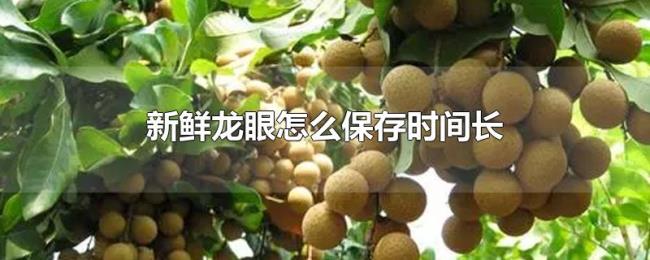 新鲜龙眼怎么保存时间长