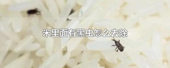 米里面有黑虫怎么去除 米里面有黑虫怎么去除