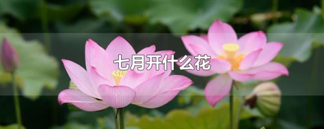 七月开什么花 七月开什么花