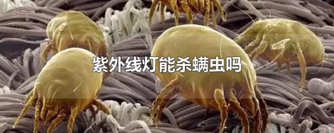 紫外线灯能杀螨虫吗 紫外线灯能杀螨虫吗