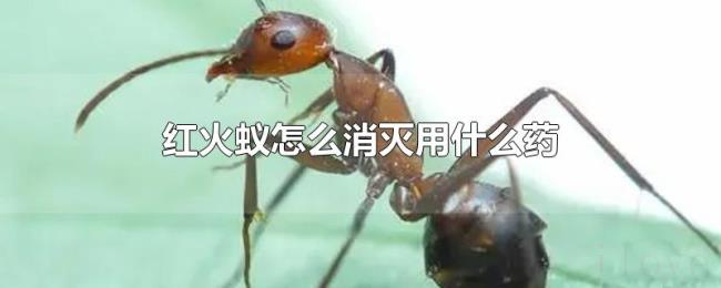 红火蚁怎么消灭用什么药
