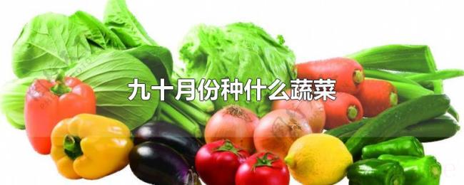 九十月份种什么蔬菜 九十月份种什么蔬菜