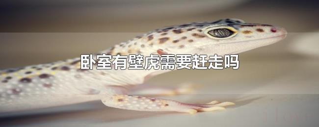卧室有壁虎需要赶走吗 卧室有壁虎需要赶走吗