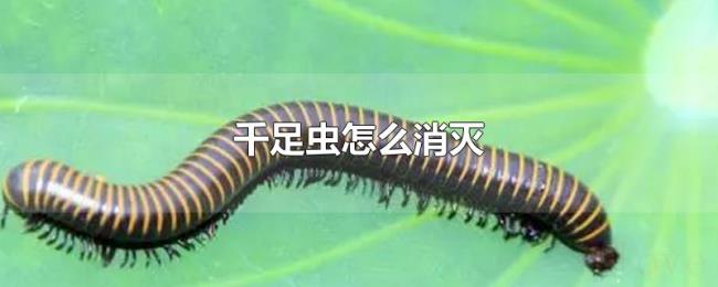 千足虫怎么消灭