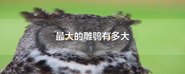 最大的雕鸮有多大 最大的雕鸮有多大