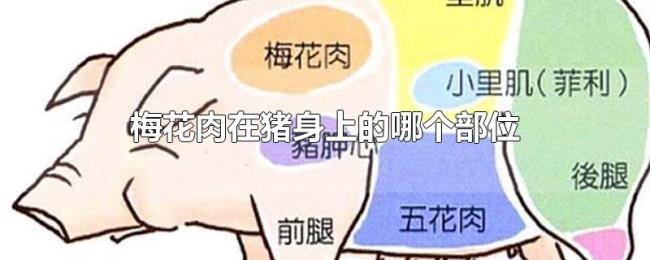 梅花肉在猪身上的哪个部位