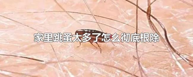 家里跳蚤太多了怎么彻底根除