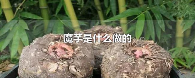 魔芋是什么做的 魔芋是什么做的