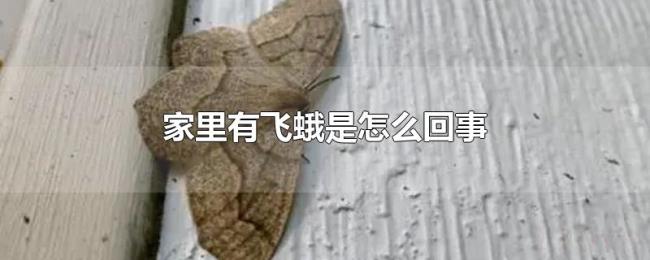 家里有飞蛾是怎么回事 家里有飞蛾是怎么回事