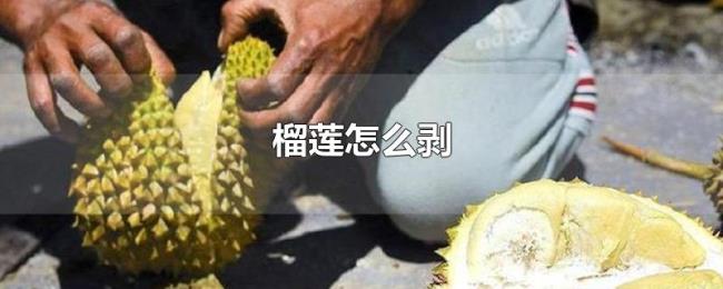 榴莲怎么剥