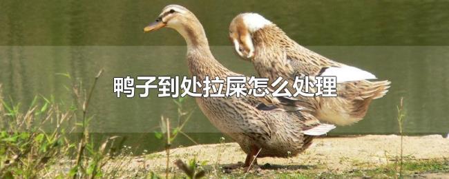 鸭子到处拉屎怎么处理 鸭子到处拉屎怎么处理