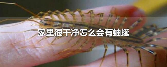 家里很干净怎么会有蚰蜒