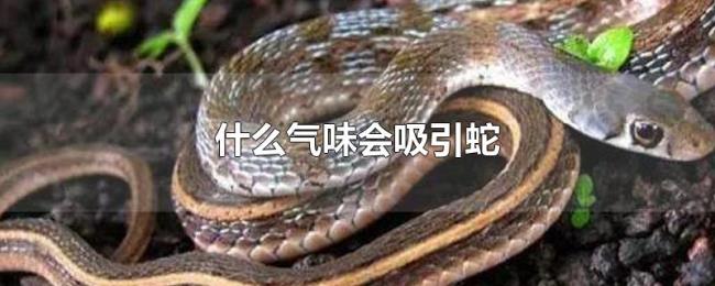 什么气味会吸引蛇 什么气味会吸引蛇