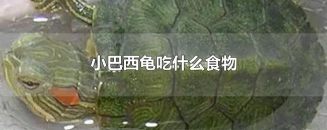 小巴西龟吃什么食物