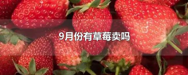 9月份有草莓卖吗