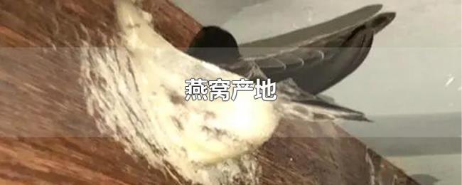 燕窝产地 燕窝产地