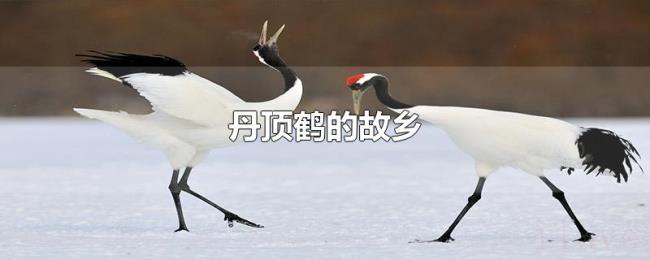 丹顶鹤的故乡
