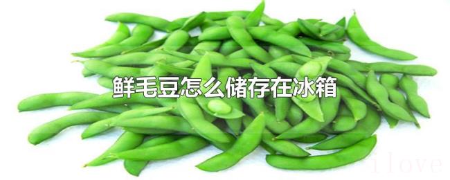 鲜毛豆怎么储存在冰箱