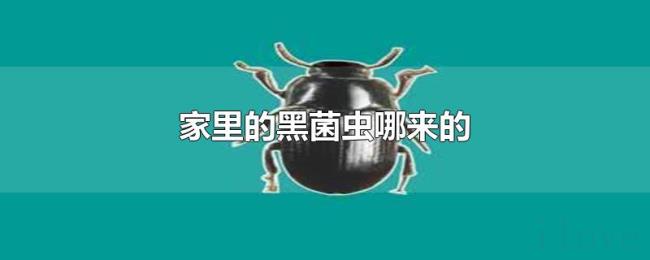 家里的黑菌虫哪来的 家里的黑菌虫哪来的