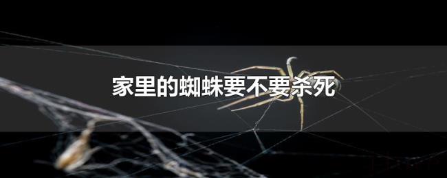 家里的蜘蛛要不要杀死 家里的蜘蛛要不要杀死