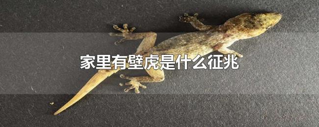 家里有壁虎是什么征兆 家里有壁虎是什么征兆