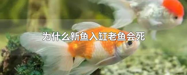 为什么新鱼入缸老鱼会死 为什么新鱼入缸老鱼会死