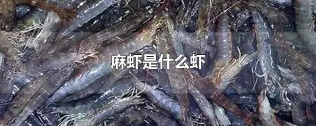 麻虾是什么虾 麻虾是什么虾
