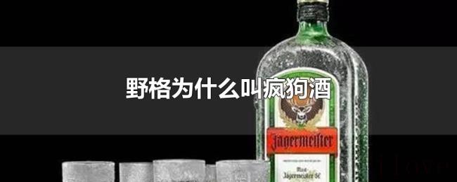 野格为什么叫疯狗酒 野格为什么叫疯狗酒