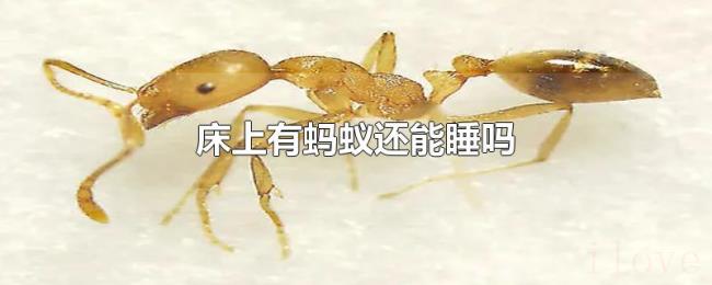 床上有蚂蚁还能睡吗 床上有蚂蚁还能睡吗