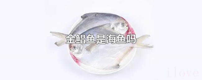 金鲳鱼是海鱼吗