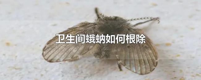 卫生间蛾蚋如何根除