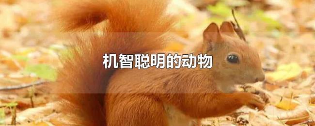 机智聪明的动物