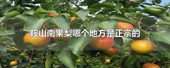 鞍山南果梨哪个地方是正宗的