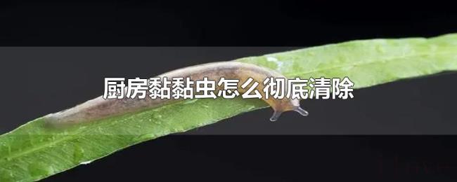 厨房黏黏虫怎么彻底清除