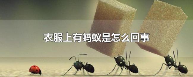 衣服上有蚂蚁是怎么回事 衣服上有蚂蚁是怎么回事