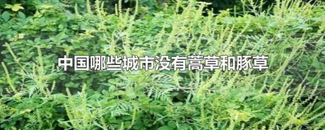 中国哪些城市没有蒿草和豚草 中国哪些城市没有蒿草和豚草
