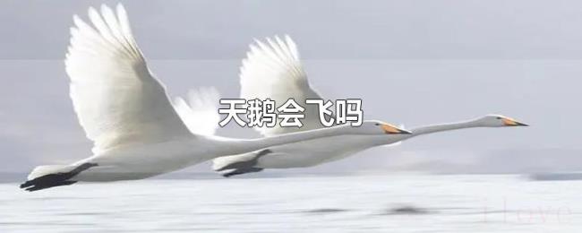 天鹅会飞吗 天鹅会飞吗
