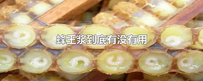 蜂王浆到底有没有用 蜂王浆到底有没有用