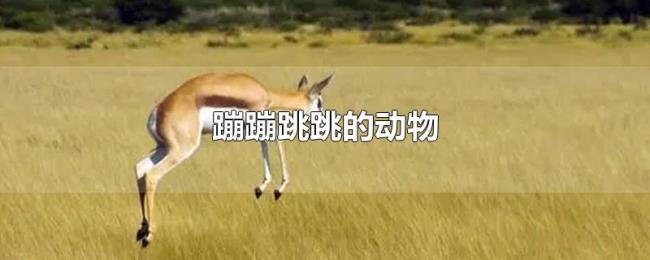 蹦蹦跳跳的动物 蹦蹦跳跳的动物