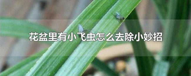 花盆里有小飞虫怎么去除小妙招 花盆里有小飞虫怎么去除小妙招
