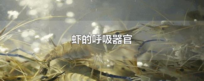 虾的呼吸器官 虾的呼吸器官
