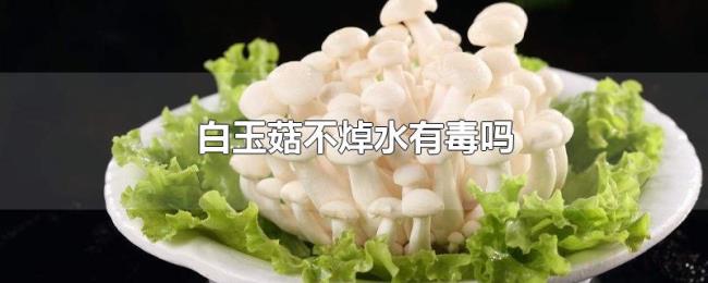 白玉菇不焯水有毒吗 白玉菇不焯水有毒吗