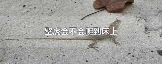 壁虎会不会爬到床上