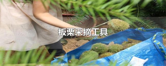板栗采摘工具 板栗采摘工具